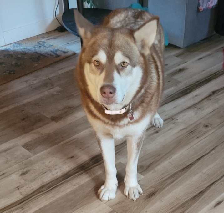 Photo of Bear
