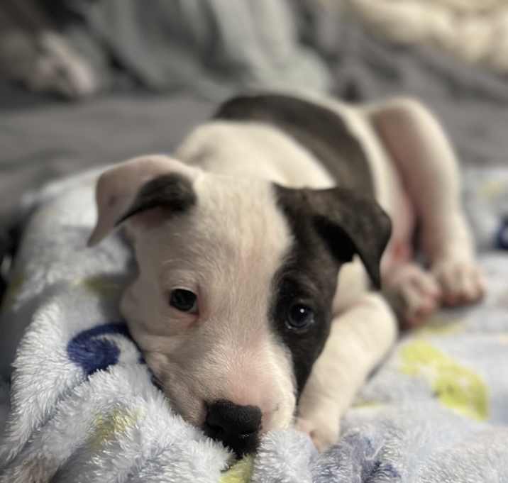 Photo of Freckles