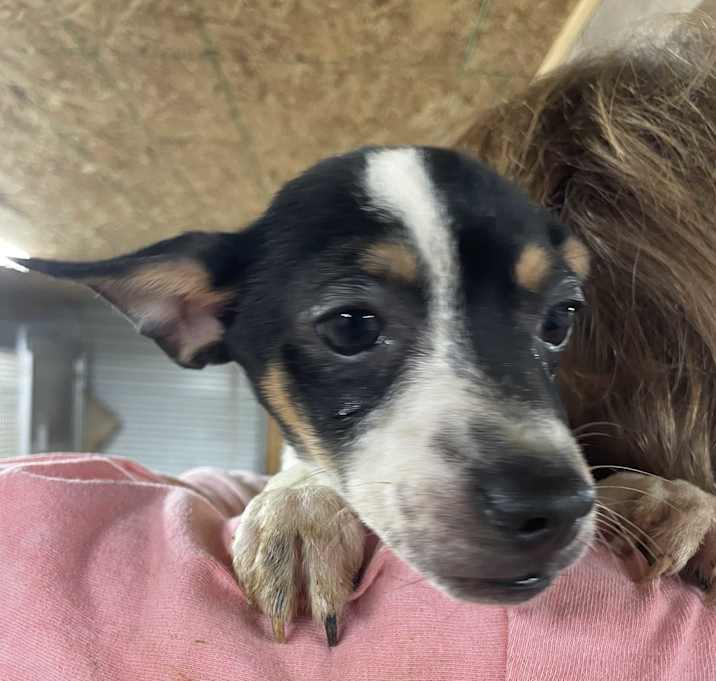 Photo of Dax
