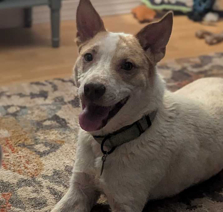 Photo of Rex