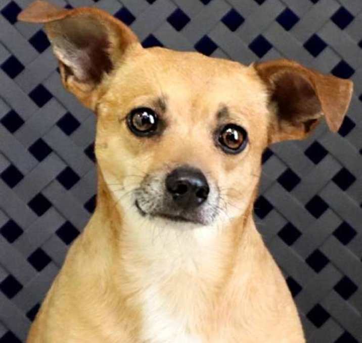 Photo of Prince Buddy