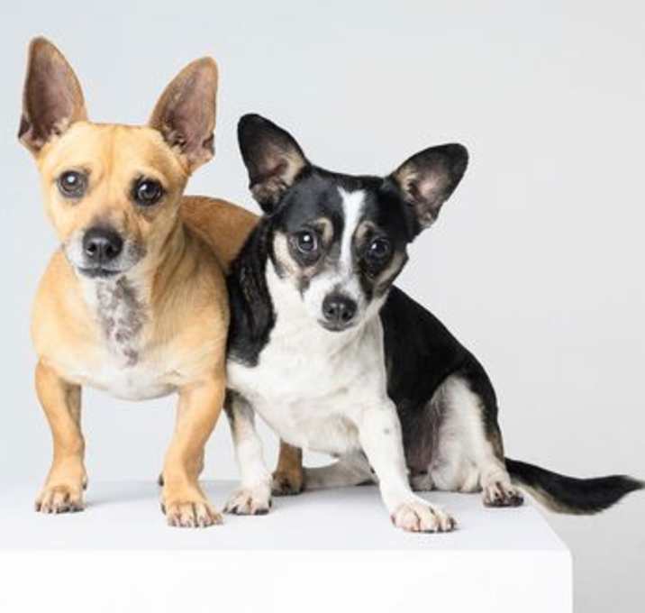 Photo of Bonded Par - Ryver & Ryker