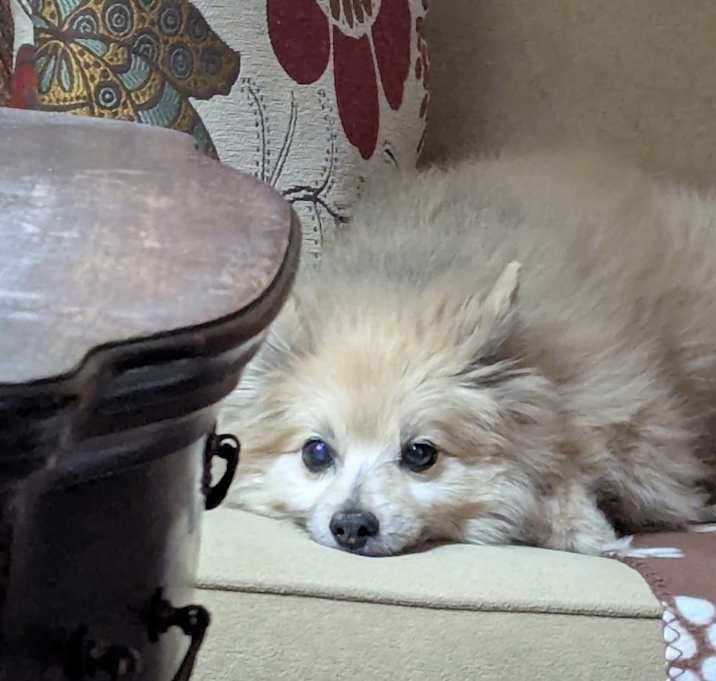 Photo of Bear