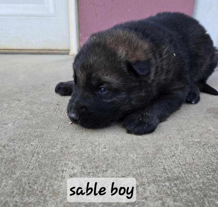 Photo of Sarge