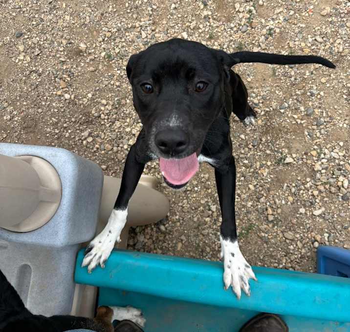 Photo of Oreo
