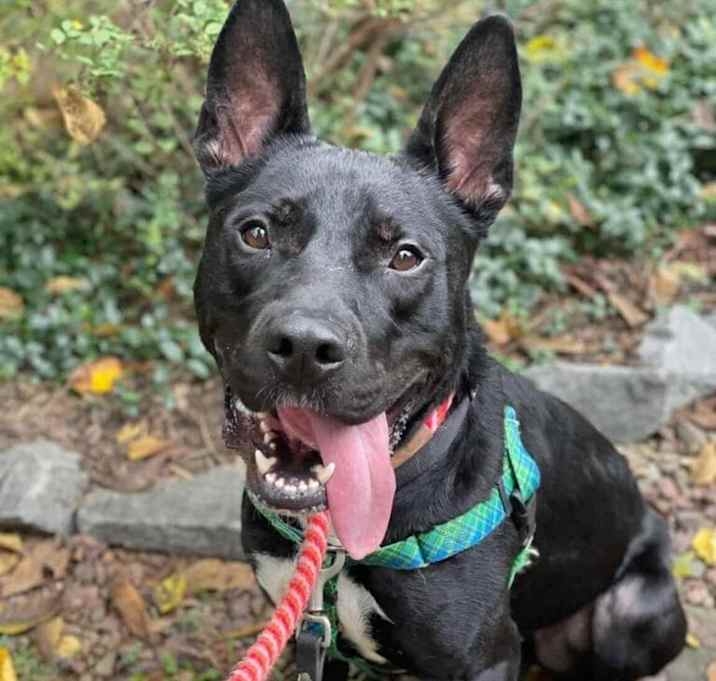 Photo of Rollo