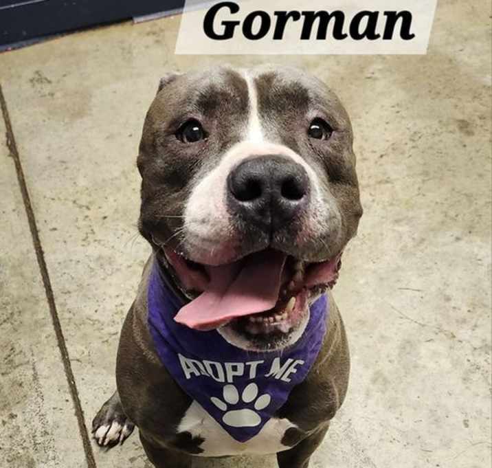 Photo of Gorman