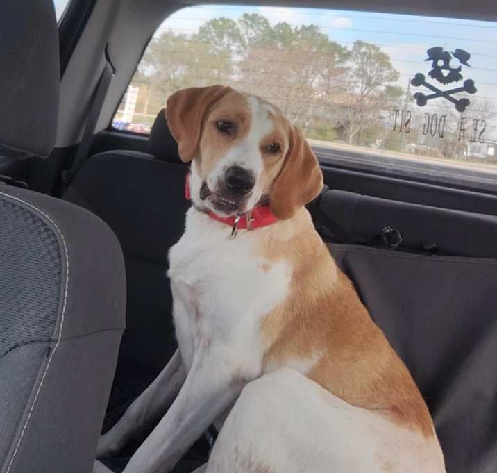 Photo of Scooter