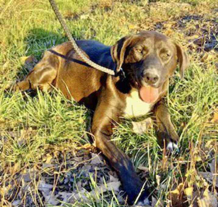 Photo of Jasmine Adoption Pending