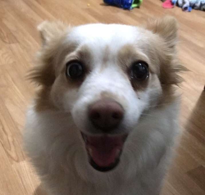 Photo of Penny
