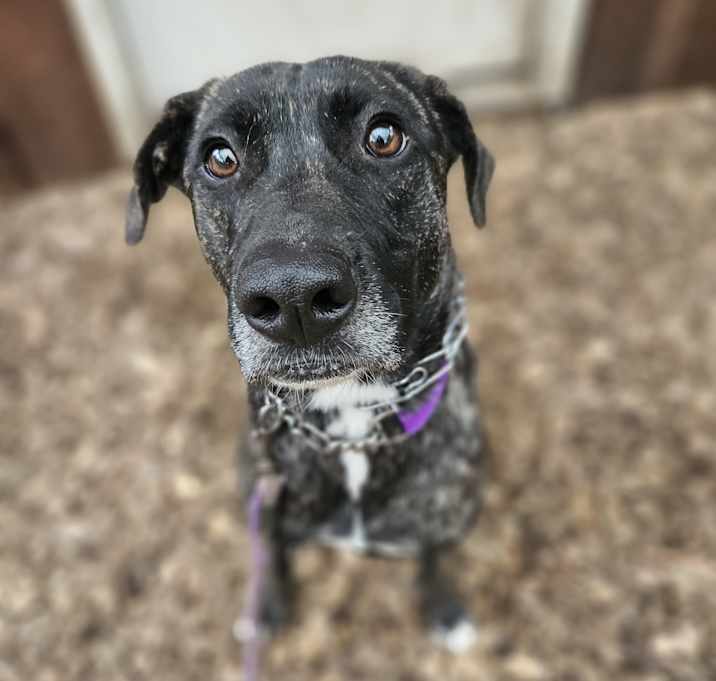 Photo of Atlas