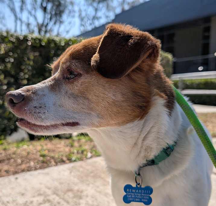 Photo of Seth, Jack Russell Beagle