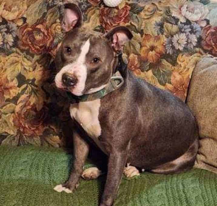 Photo of Daphne