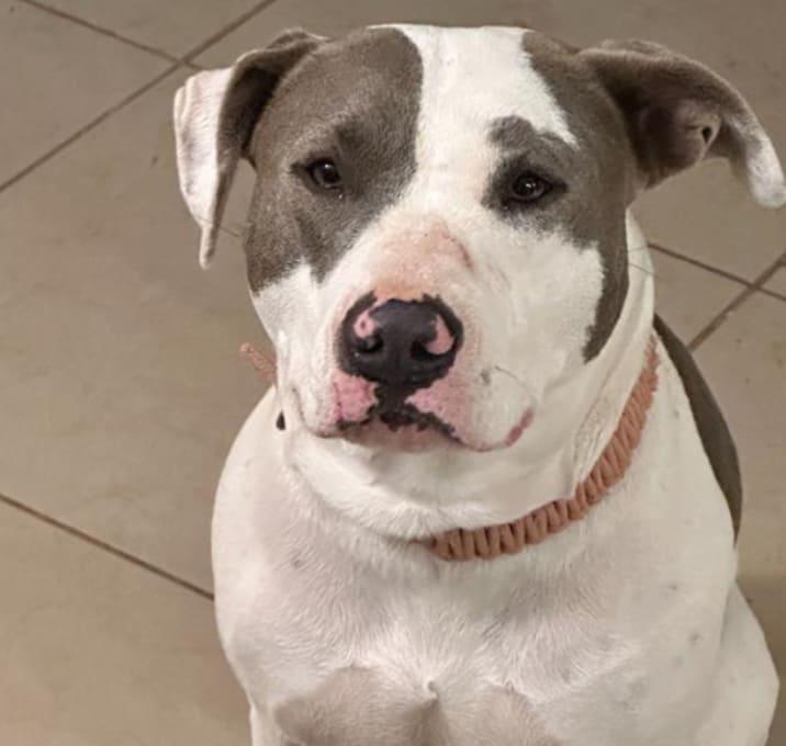 Photo of Daisy