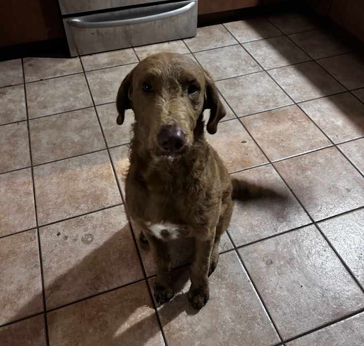 Photo of Koda