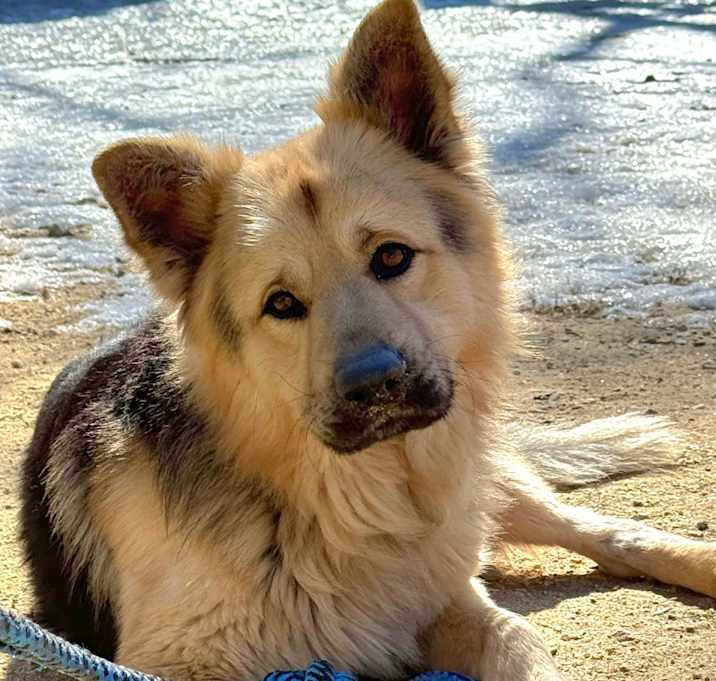 Photo of Teddy