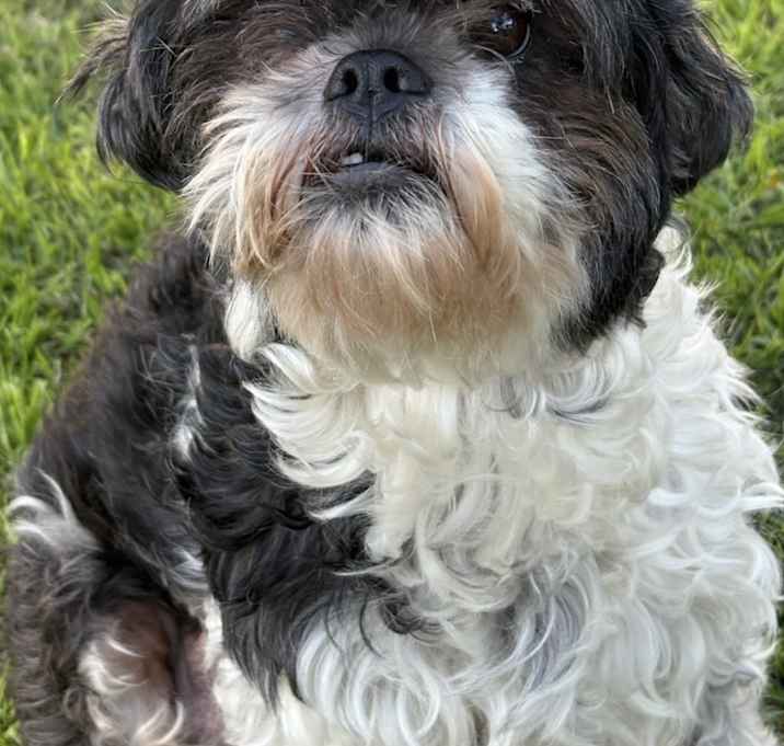 Photo of Neela