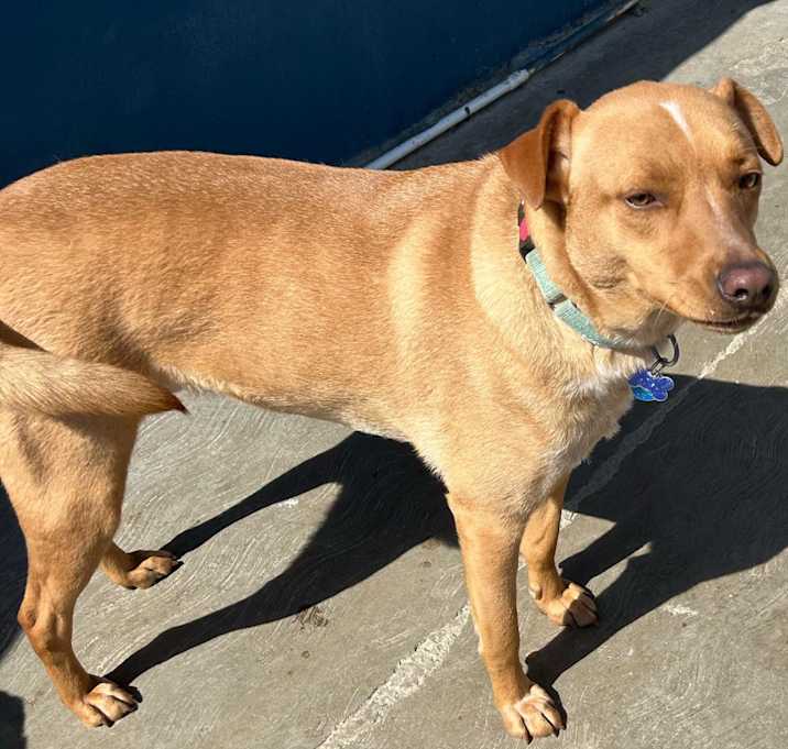 Photo of Canelo