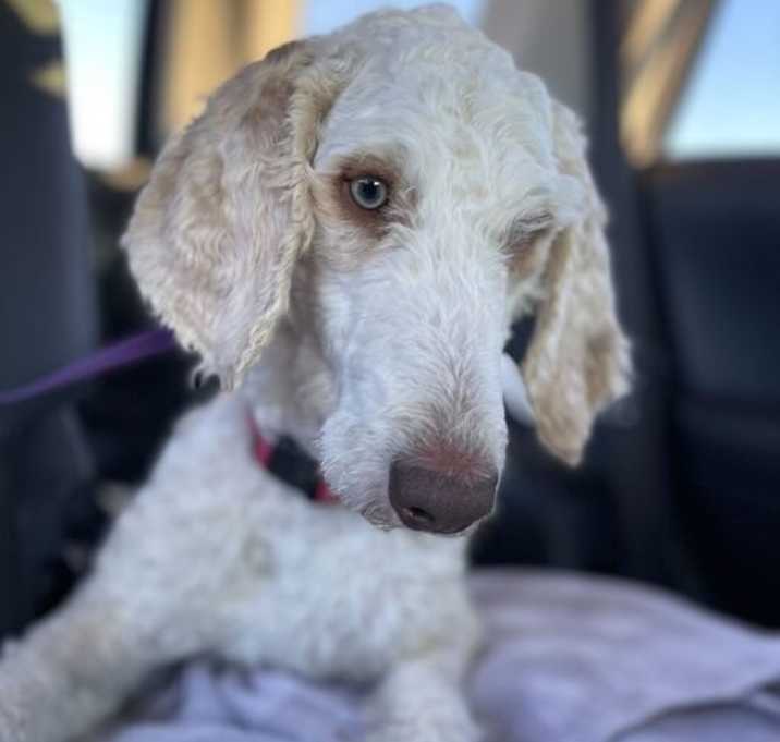 Photo of River (In Foster)
