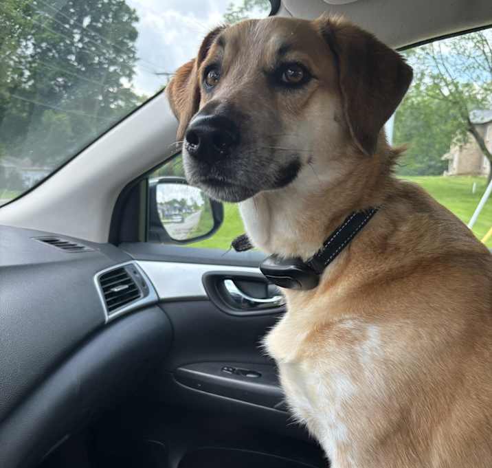 Photo of Loki