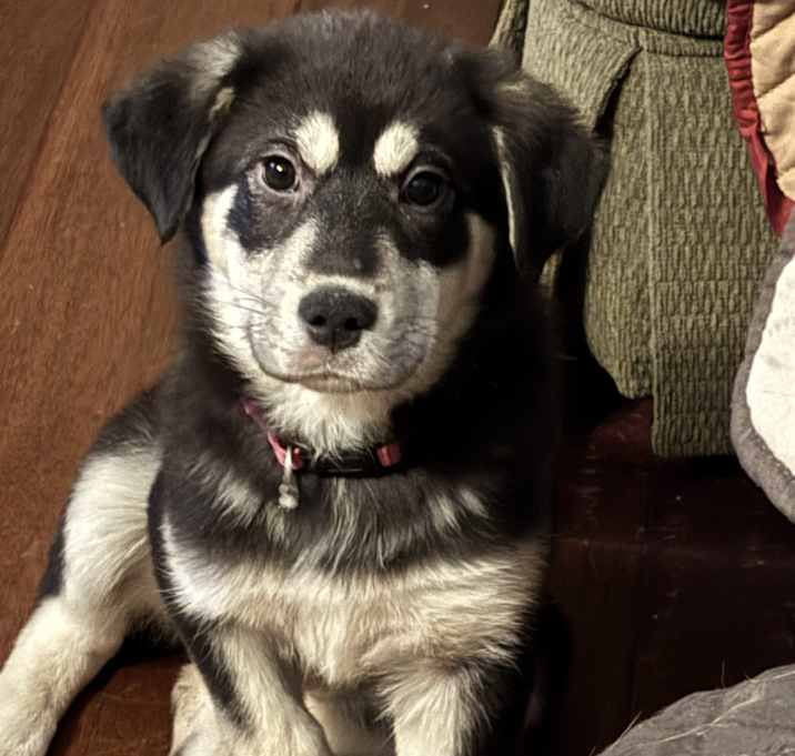 Photo of Mocha