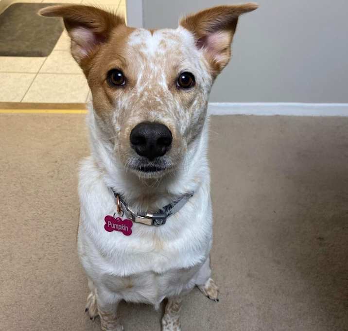 Photo of Pumpkin