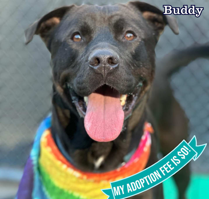 Photo of Buddy