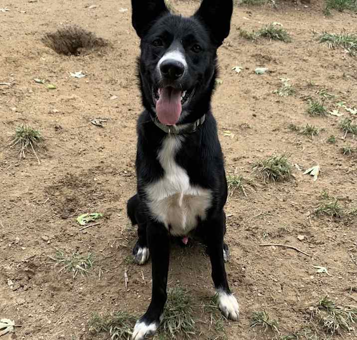 Photo of Yogi