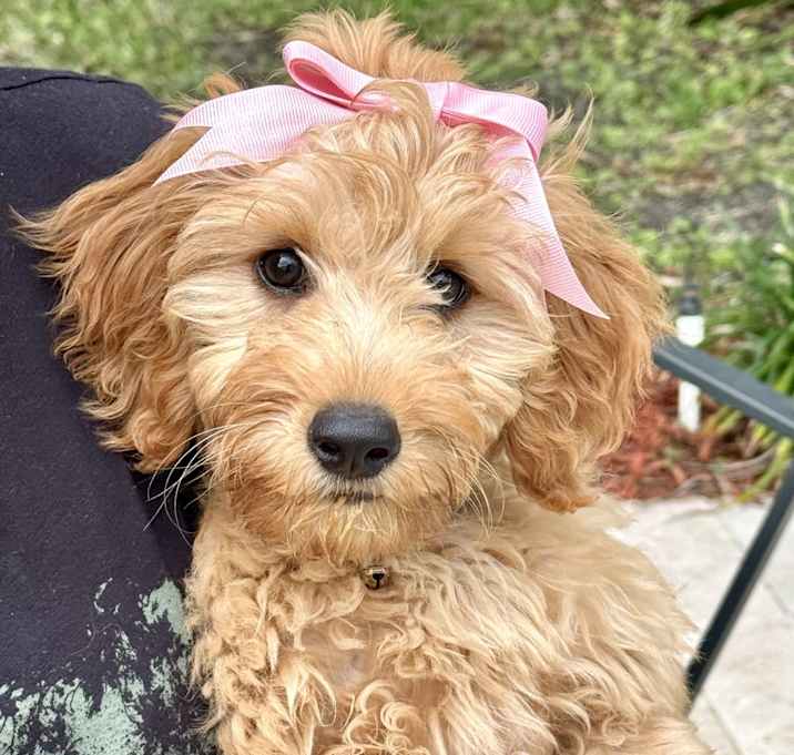Photo of Dolly