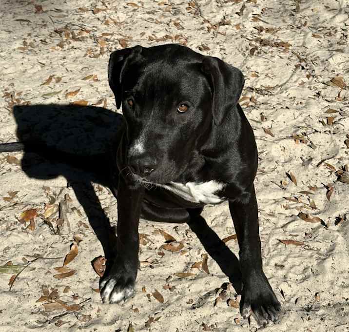 Photo of Olive