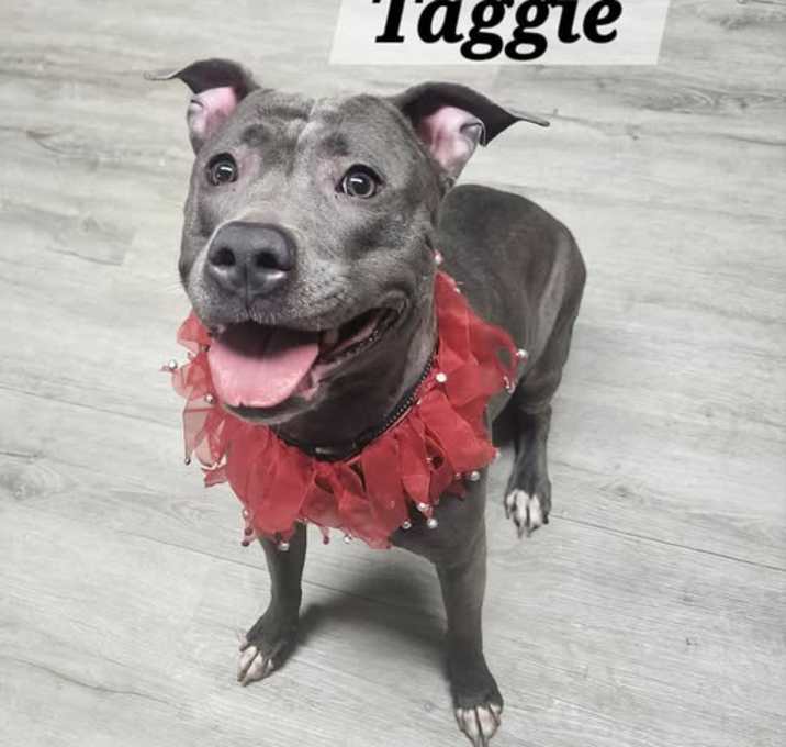 Photo of Taggie