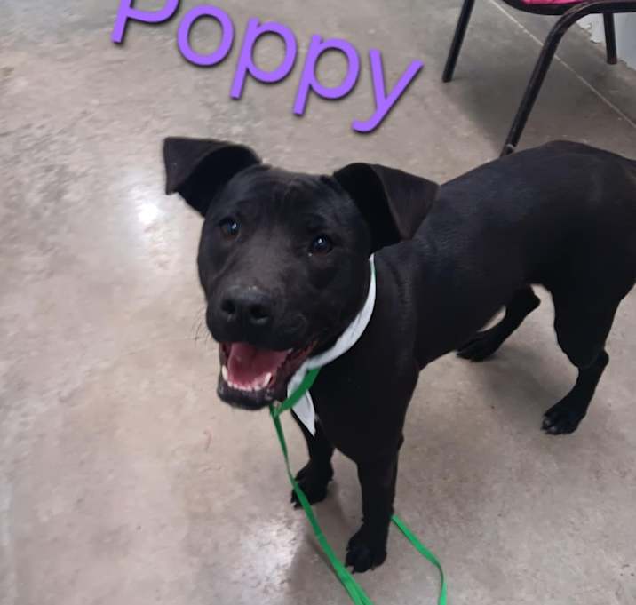 Photo of Poppy