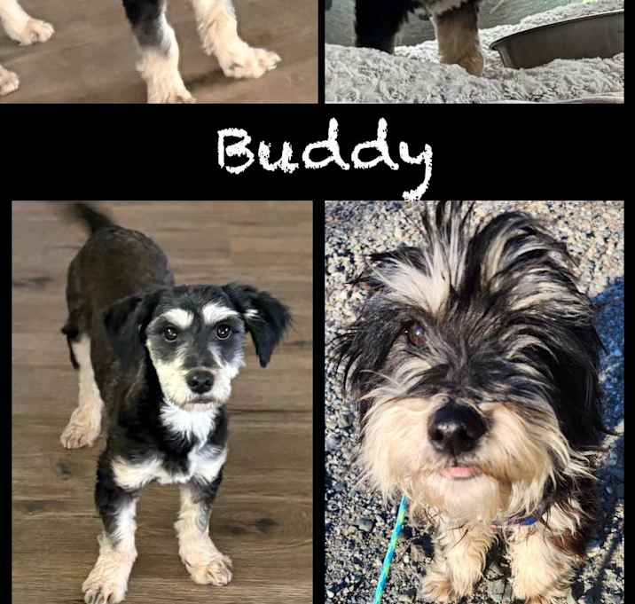 Photo of Buddy