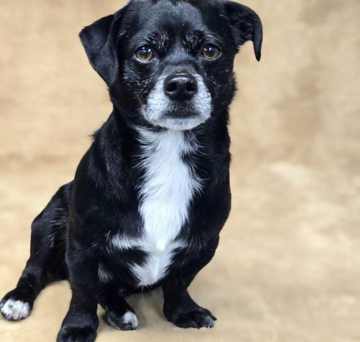 Photo of Poncho
