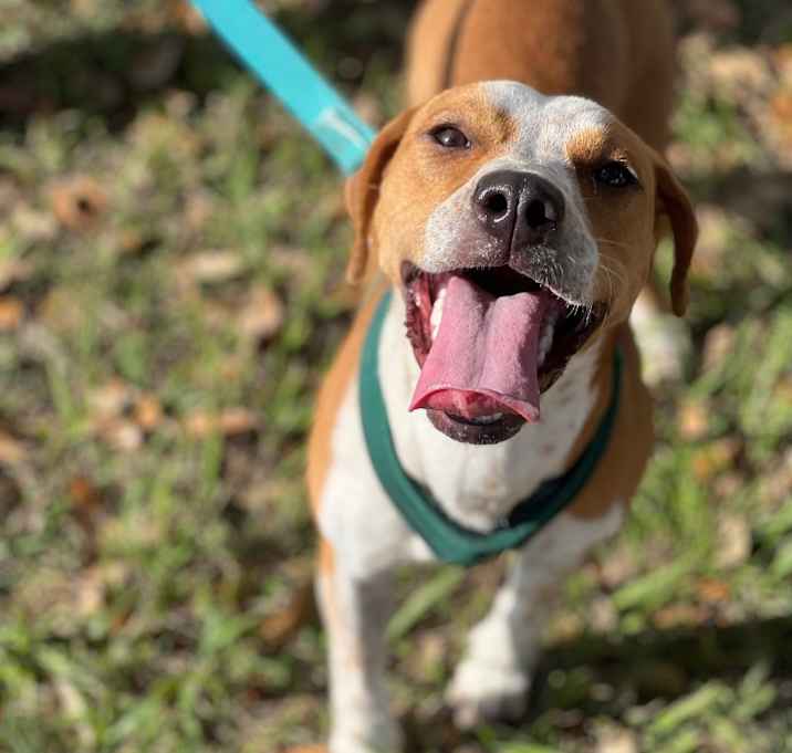 Photo of Ginger