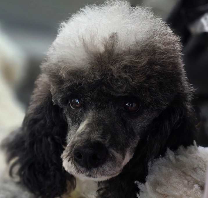 Photo of Nitro