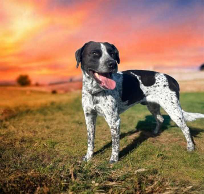 Photo of Roscoe