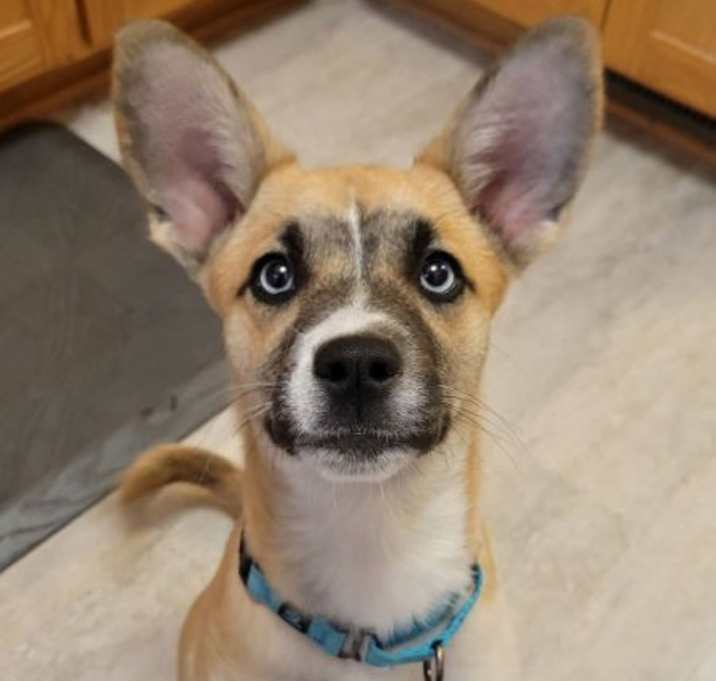 Photo of Stymie