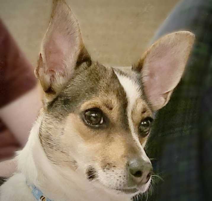 Photo of Missy (TX)