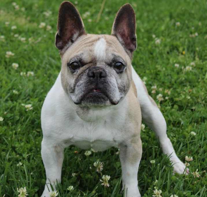 Photo of Koa