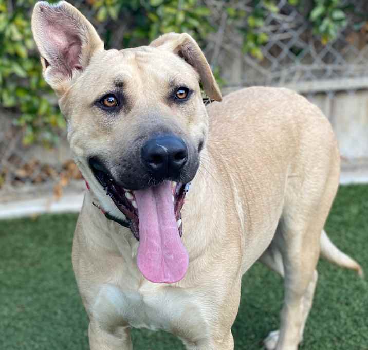 Photo of Nala