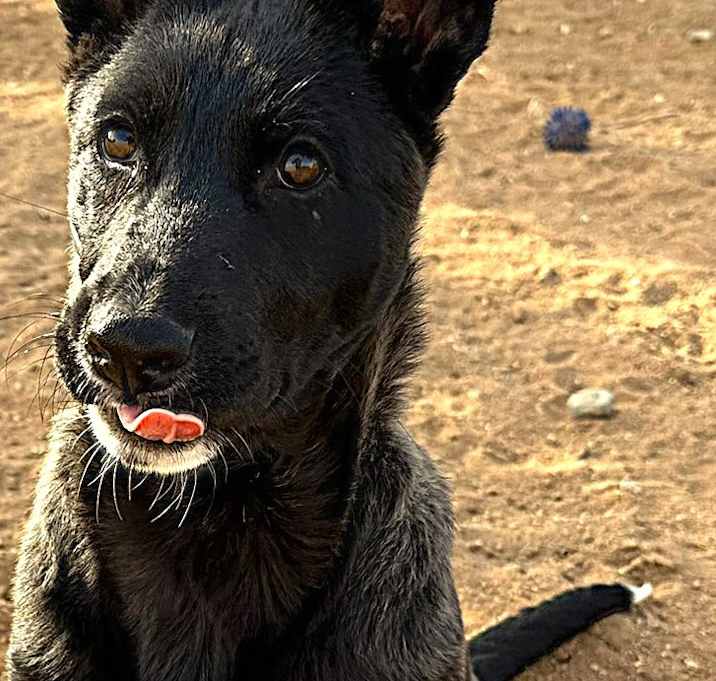 Photo of BLACK SHEP PUPPIES