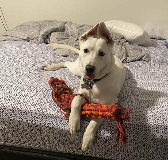 Photo of suki