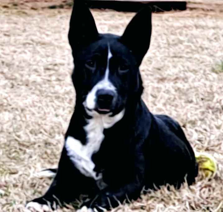 Photo of Lucky