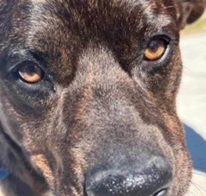 Photo of Buddy