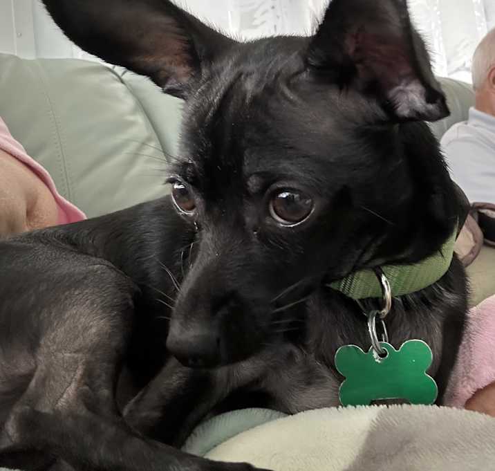 Photo of RUFUS