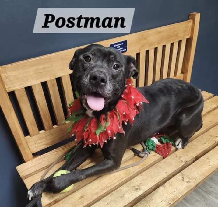 Photo of Postman