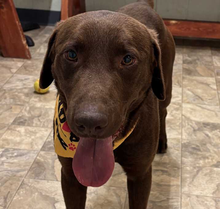 Photo of Choco