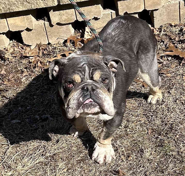 Photo of Porkchop