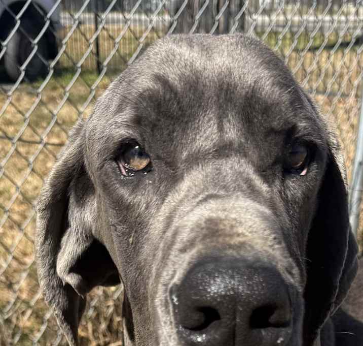 Photo of Moose